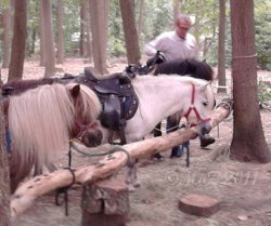 Ponys im Wildpark Alte Fasanerie