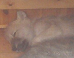 Schlafendes Wolfsbaby im Wildpark Alte Fasanerie