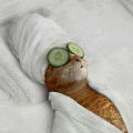 Bild: Super Fotomontagen - Katze mit Gesichtsmaske