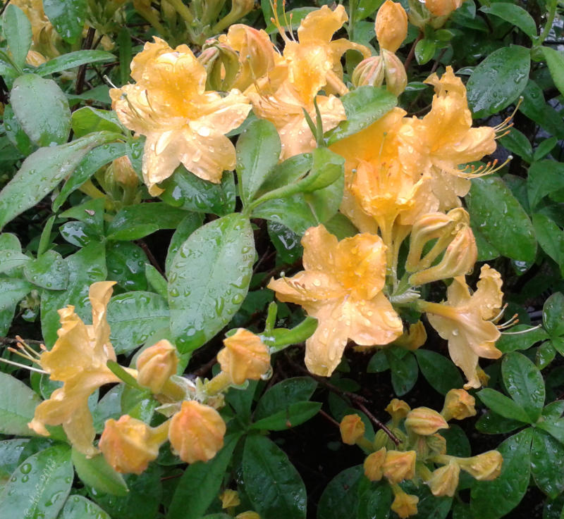 Blütenbild mit Regentropfen zu Positiv gedacht trotz Regen, Regen und nochmals Regen.